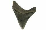 Serrated, Fossil Megalodon Tooth #124198-2